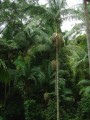 ArchontophoenixCunninghamiana04.jpg