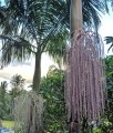 ArchontophoenixCunninghamiana06.jpg