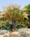 BeaucarneaRecurvata01.jpg