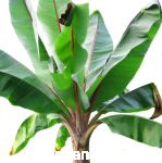 Ensete Ventricosum 