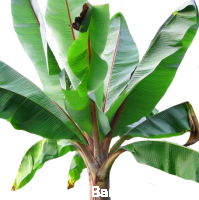 Ensete Ventricosum 