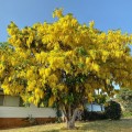 CassiaFistula07.jpg