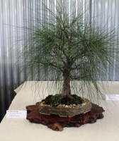 Casuarina Cunninghamiana