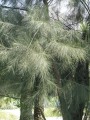 CasuarinaCunninghamiana07.jpg