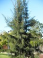 CasuarinaEquisetifolia03.jpg