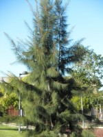 Casuarina Equisetifolia 