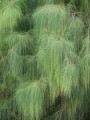 CasuarinaEquisetifolia01.jpg