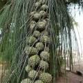CasuarinaEquisetifolia02.jpg