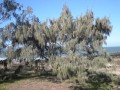 CasuarinaEquisetifolia04.jpg