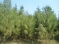 CasuarinaEquisetifolia05.jpg