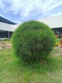 CasuarinaEquisetifolia06.jpg