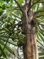 CoccothrinaxMoaensis02.jpg