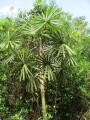 CoccothrinaxMoaensis03.jpg