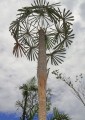 CoccothrinaxMoaensis04.jpg