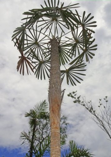 CoccothrinaxMoaensis04.jpg