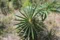 CoccothrinaxMoaensis06.jpg