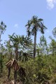 CoccothrinaxMoaensis07.jpg