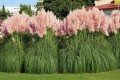 CortaderiaSelloana01.jpg