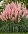 CortaderiaSelloana02.jpg