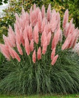 Cortaderia Selloana 'Pink'