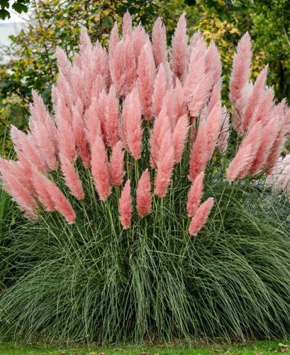 CortaderiaSelloana02.jpg