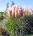 CortaderiaSelloana03.jpg