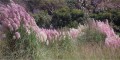 CortaderiaSelloana05.jpg