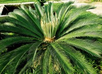 Cycas Pectinata 