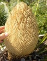 CycasPectinata02.jpg