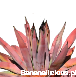Agave Kerchovei 'Huajuapan Red' 