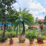 Cycas Siamensis