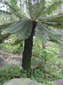 CycasSiamensis01.jpg