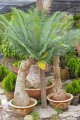 CycasSiamensis03.jpg