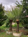 CycasSiamensis05.jpg