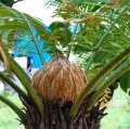 CycasSiamensis07.jpg