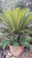 CycasSiamensis08.jpg