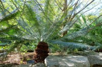 Cycas Siamensis 'Dwarf Form'