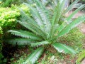 CycasSiamensisDwarfForm03.jpg