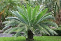 Dioon Spinulosum
