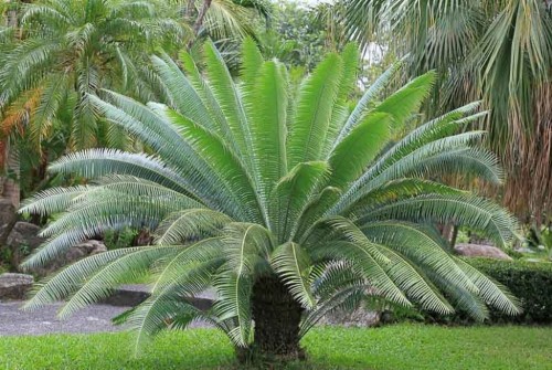DioonSpinulosum03.jpg