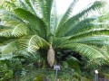 DioonSpinulosum04.jpg