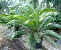 DioonSpinulosum05.jpg