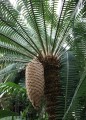 DioonSpinulosum06.jpg
