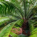 DioonSpinulosum07.jpg