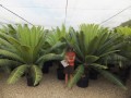 DioonSpinulosum08.jpg