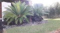 DioonSpinulosum09.jpg