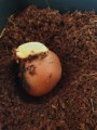 DioonSpinulosum01.jpg