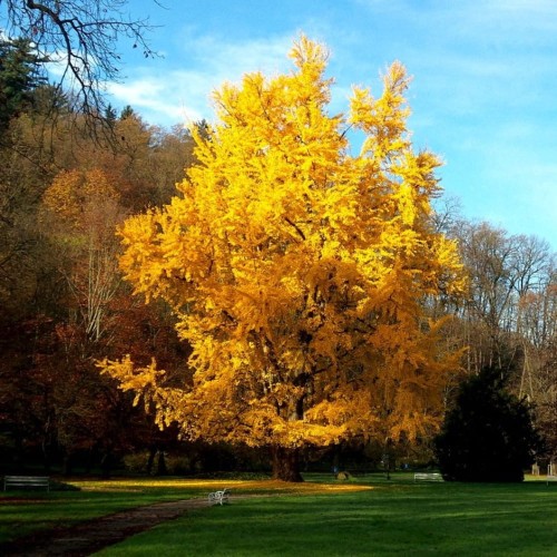 GinkgoBiloba02.jpg