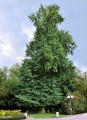 GinkgoBiloba03.jpg