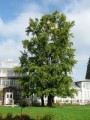 GinkgoBiloba04.jpg